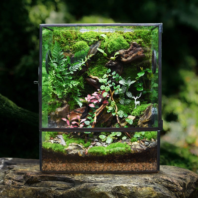 雨林生态缸创意微景观桌面绿植盆栽全套成品礼物植物森林峡谷造景