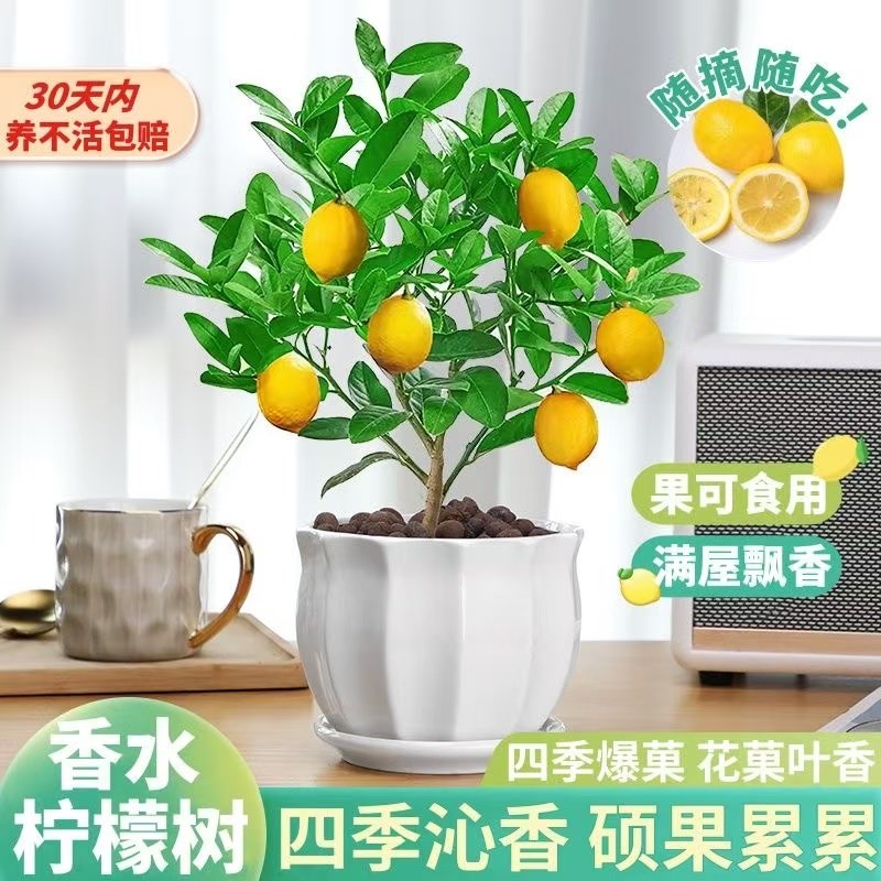 带花香水柠檬树苗盆栽绿植阳台室内植物开花卉种植结果南北方室内