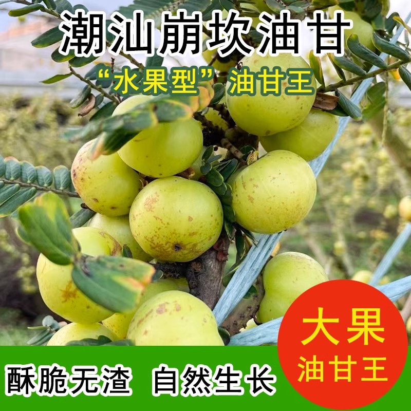 油柑潮汕新鲜采摘崩坎甜油甘油甘果当季孕妇水果榨汁油柑滇橄榄果