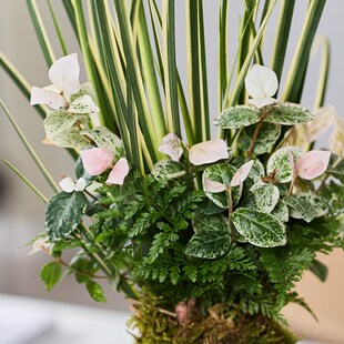 三生有幸植物春浅花叶苔藓球盆景办公室内好养桌面迷你绿植小盆栽