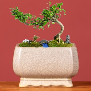 欧式 阳台兰花多肉蝴蝶兰绿萝榕树盆 长方形花盆陶瓷简约室内个性