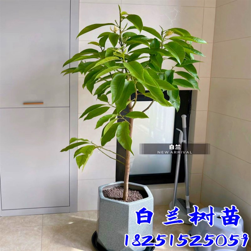 盆栽白兰花树苗黄桷兰花别墅庭院室内大型花卉四季常青浓香风景树