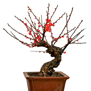 原生梅花盆景盆栽红梅老桩绿萼梅朱砂梅树桩带花苞发货一物一拍