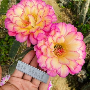 毛花柱 苏乞儿 小型柱 仙云阁美花仙人球阳台庭院绿植盆栽花卉