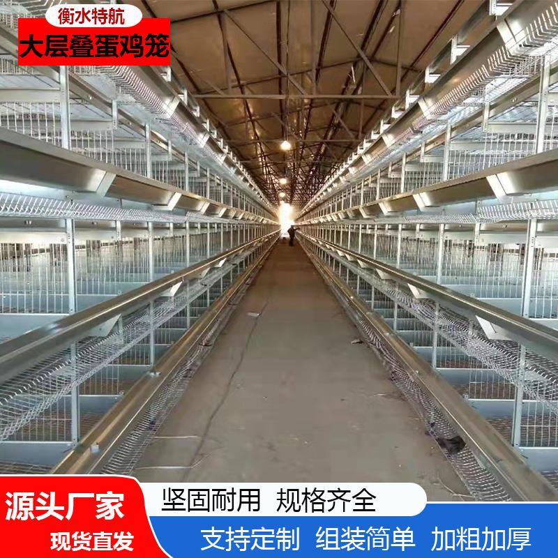 全自动大层叠蛋鸡笼立式自动捡蛋养鸡设备加粗加密现货供应
