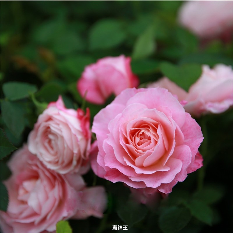 海神王月季大花微月浓香玫瑰花苗室内外阳台花卉盆栽庭院珍稀品种