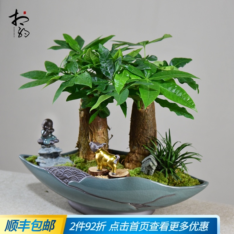 发财树盆栽植物室内四季绿植好养易活客厅办公室花卉乔迁新居盆景