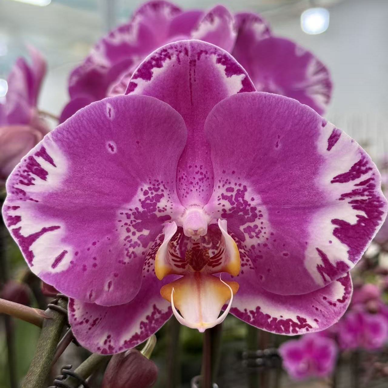 【藏宝图】蝴蝶兰紫色玫红色桌面办公室阳台绿植盆栽开花兰花花卉