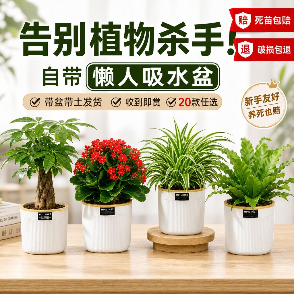 栀子花桌面绿植发财树盆栽幼儿园小绿植花卉办公室内水培好养活