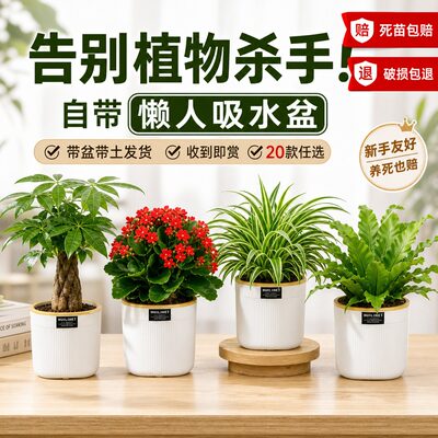 栀子花桌面绿植发财树盆栽幼儿园小绿植花卉办公室内水培好养活