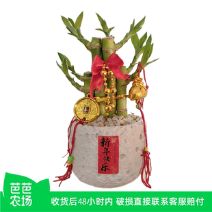 【芭芭农场】风水富贵竹植物客厅文昌竹盆栽盆景转运竹室内绿植