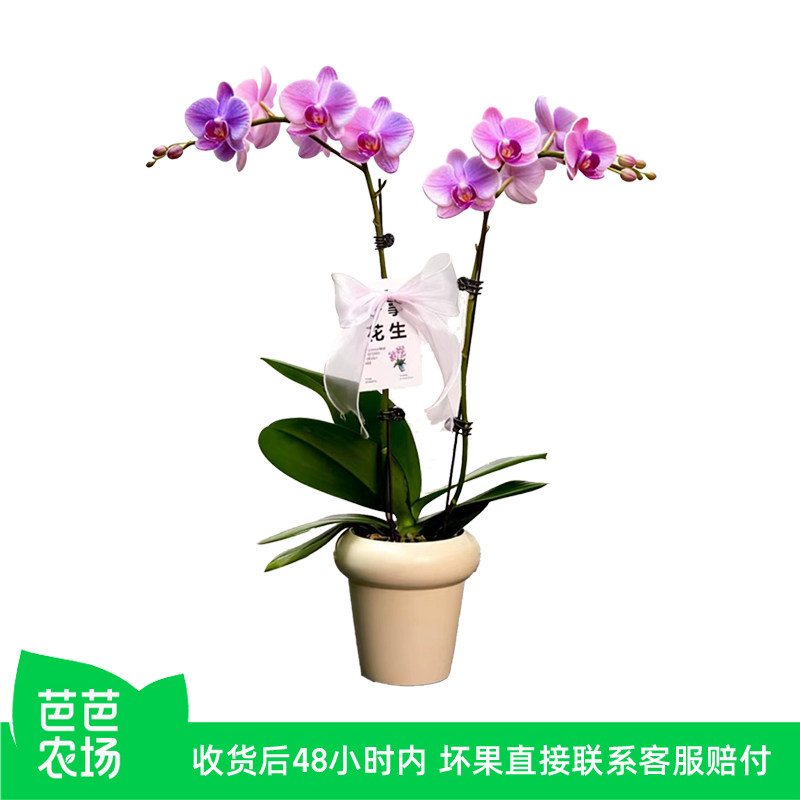 【芭芭农场】年宵花卉蝴蝶兰室内高级感盆栽