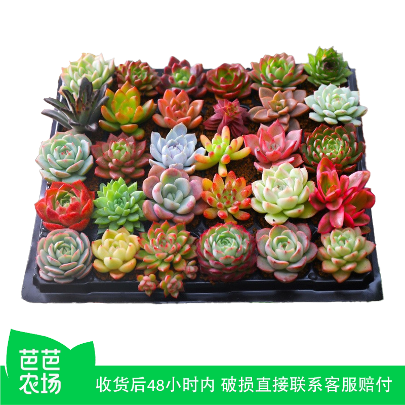 【芭芭农场】多肉植物室内小盆栽带盆栽好发货