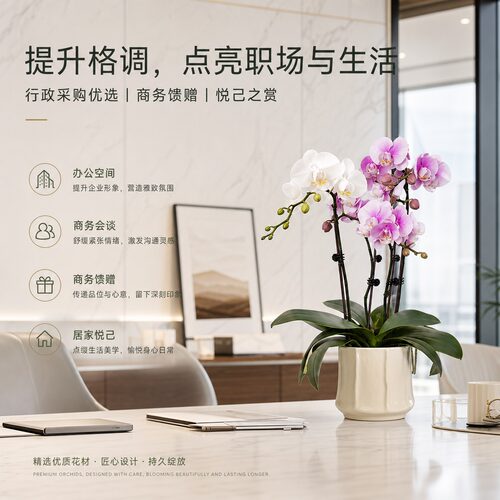 高级感花卉四季易活好养