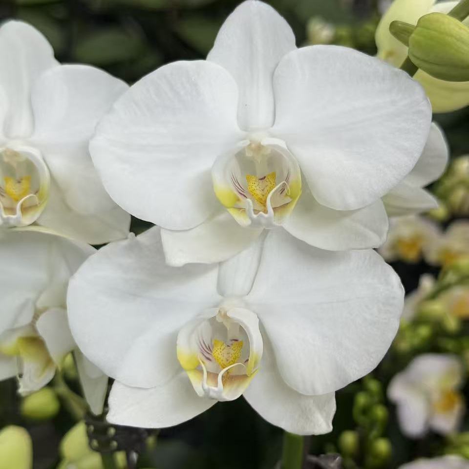 【阿玛】蝴蝶兰白色四季开花植物兰花花卉阳台绿植好养耐活