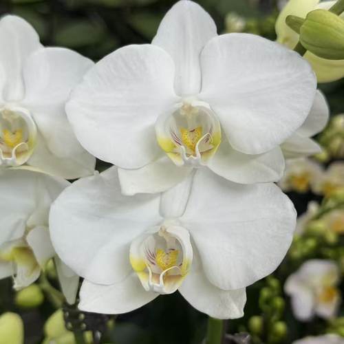 【阿玛】蝴蝶兰白色开花植物兰花花卉阳台绿植好养耐活