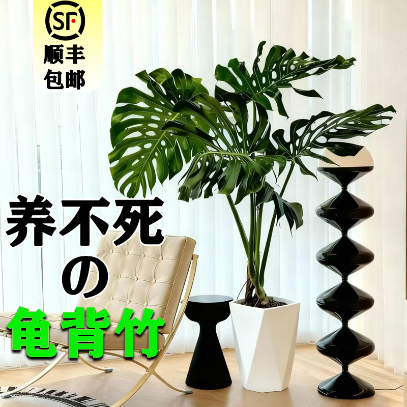 易活龟背竹室内观叶绿植好养活