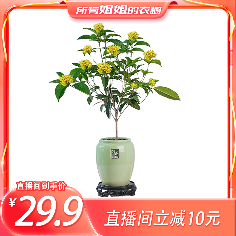 四季桂花盆栽浓香型庭院地栽金桂花卉植物室内阳台绿植办公室包邮