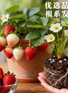 四季草莓苗当年结果阳台盆栽好养易活白色粉色带花带果基地直发