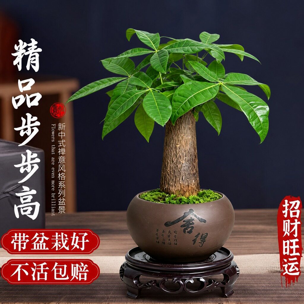 发财树小盆栽花卉植物桌面室内摆件四季好养绿植客厅原生招财树苗