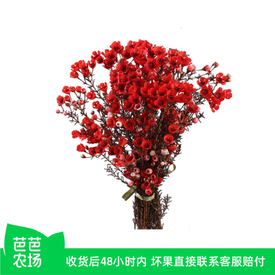 澳洲腊梅鲜切花束云南直发真花