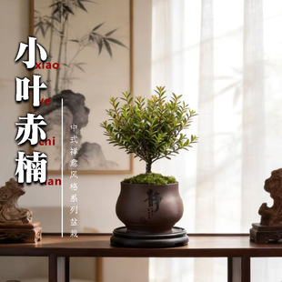 小叶赤楠盆栽盆景迷你桌面室内花卉植物办公桌小绿植盆栽新