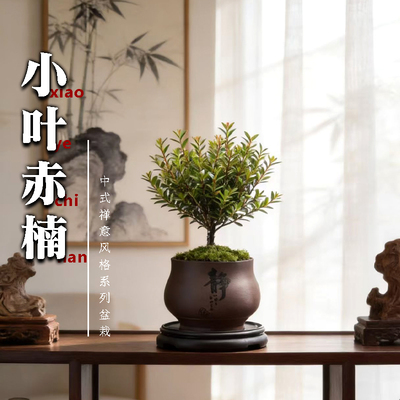 小叶赤楠盆栽盆景迷你桌面室内花卉植物办公桌小绿植盆栽新
