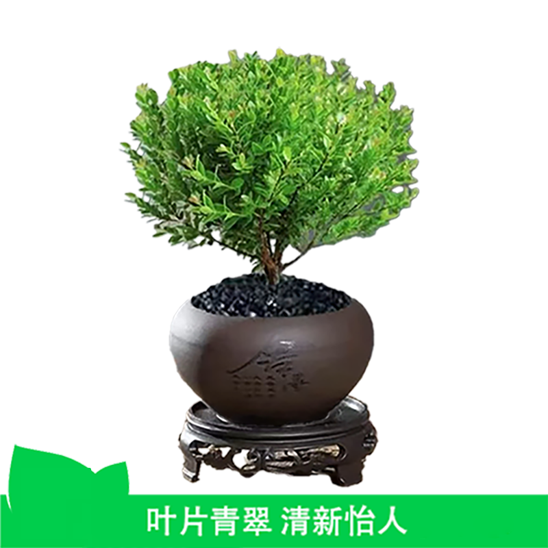 小叶赤楠盆栽盆景迷你桌面室内花卉植物办公桌小绿植盆栽新