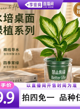 桌面绿植盆栽情绪价值花卉办公室