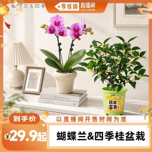 桂花蝴蝶兰中秋送礼花卉绿植