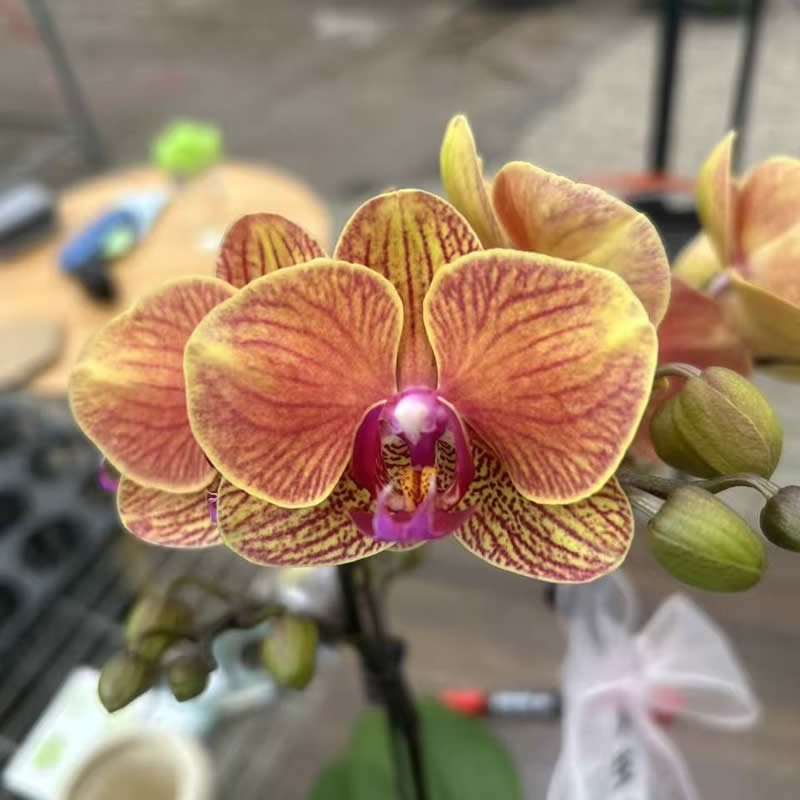 【金桔树】蝴蝶兰黄色桌面开花植物阳台花卉洋兰兰花包邮