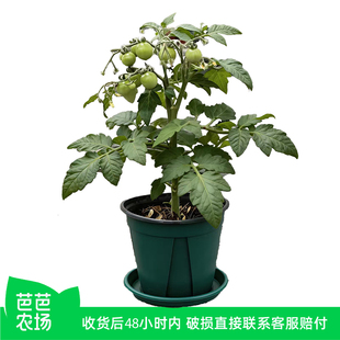 阳台种植 矮生番茄盆栽小番茄圣女果苗四季 芭芭农场