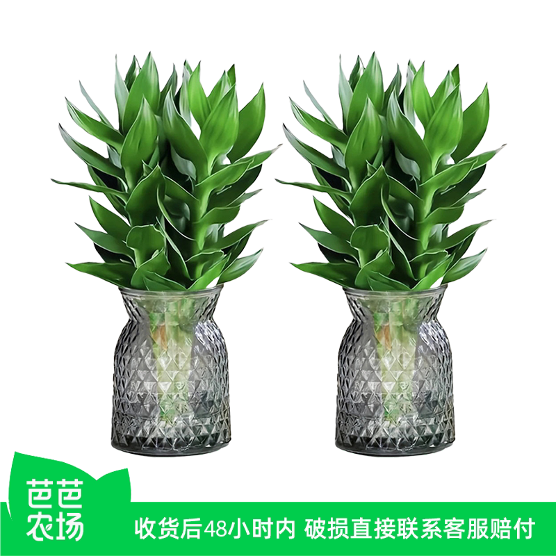水培带根富贵竹客厅招财转运