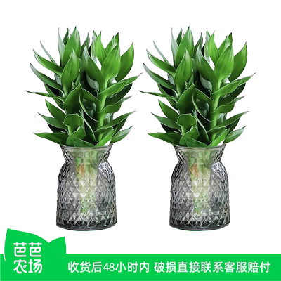 水培带根富贵竹客厅招财转运