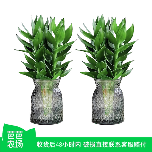 水培带根富贵竹客厅招财转运