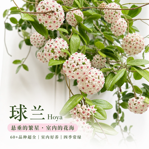 球兰大苗带盆发货品种任选超好养