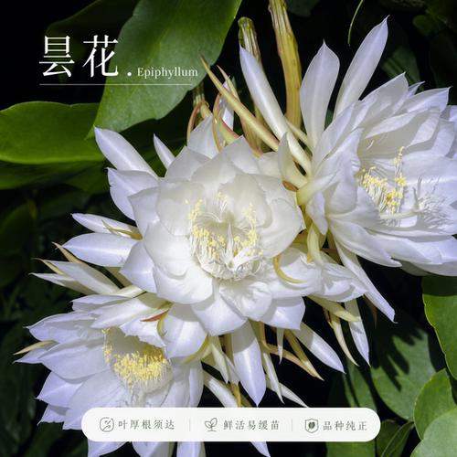 昙花盆栽多品种可选观赏花卉