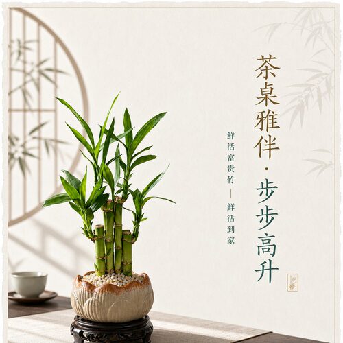 风水富贵竹植物客厅招财节节高文竹文昌竹盆栽盆景转运竹室内绿植