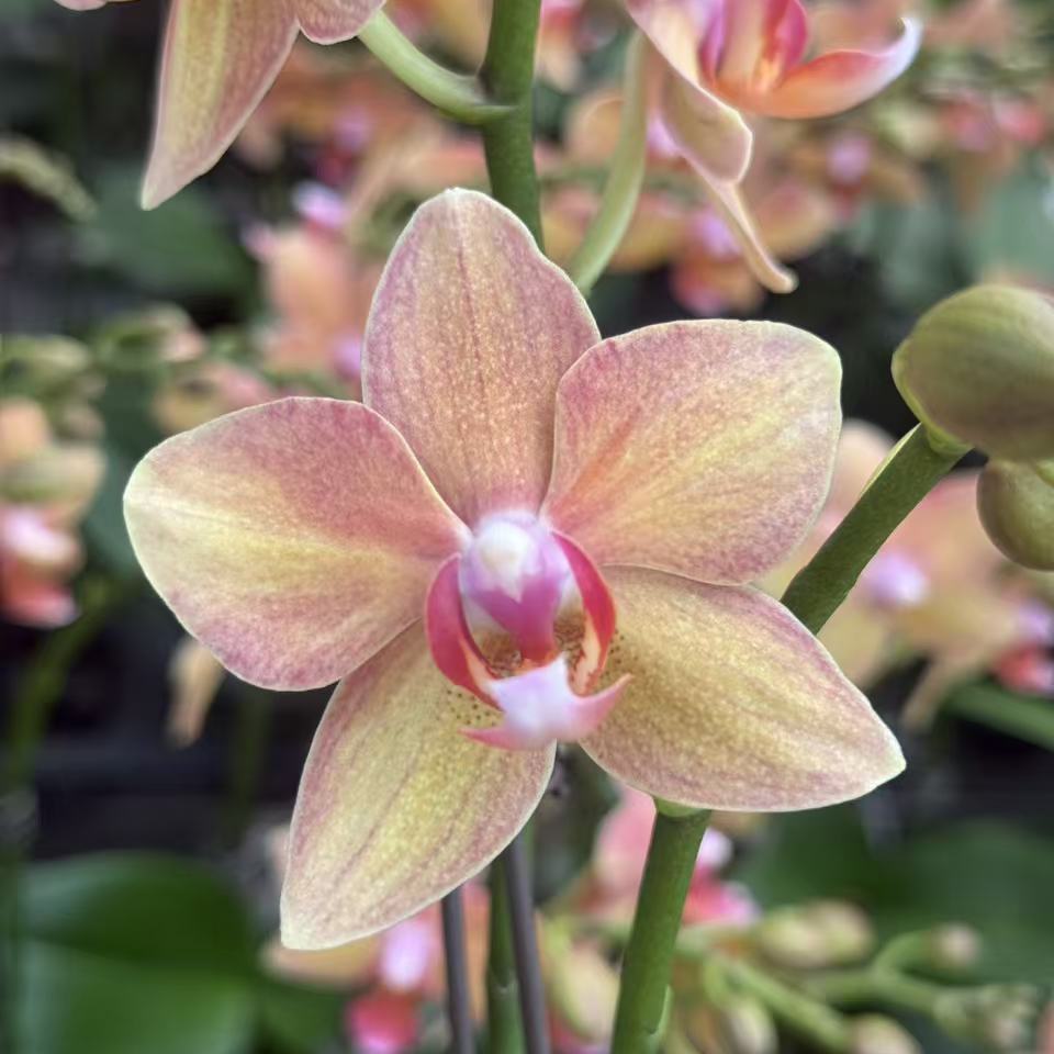 【锦鲤】蝴蝶兰黄色开花植物洋兰兰花花卉办公室桌面绿植包邮