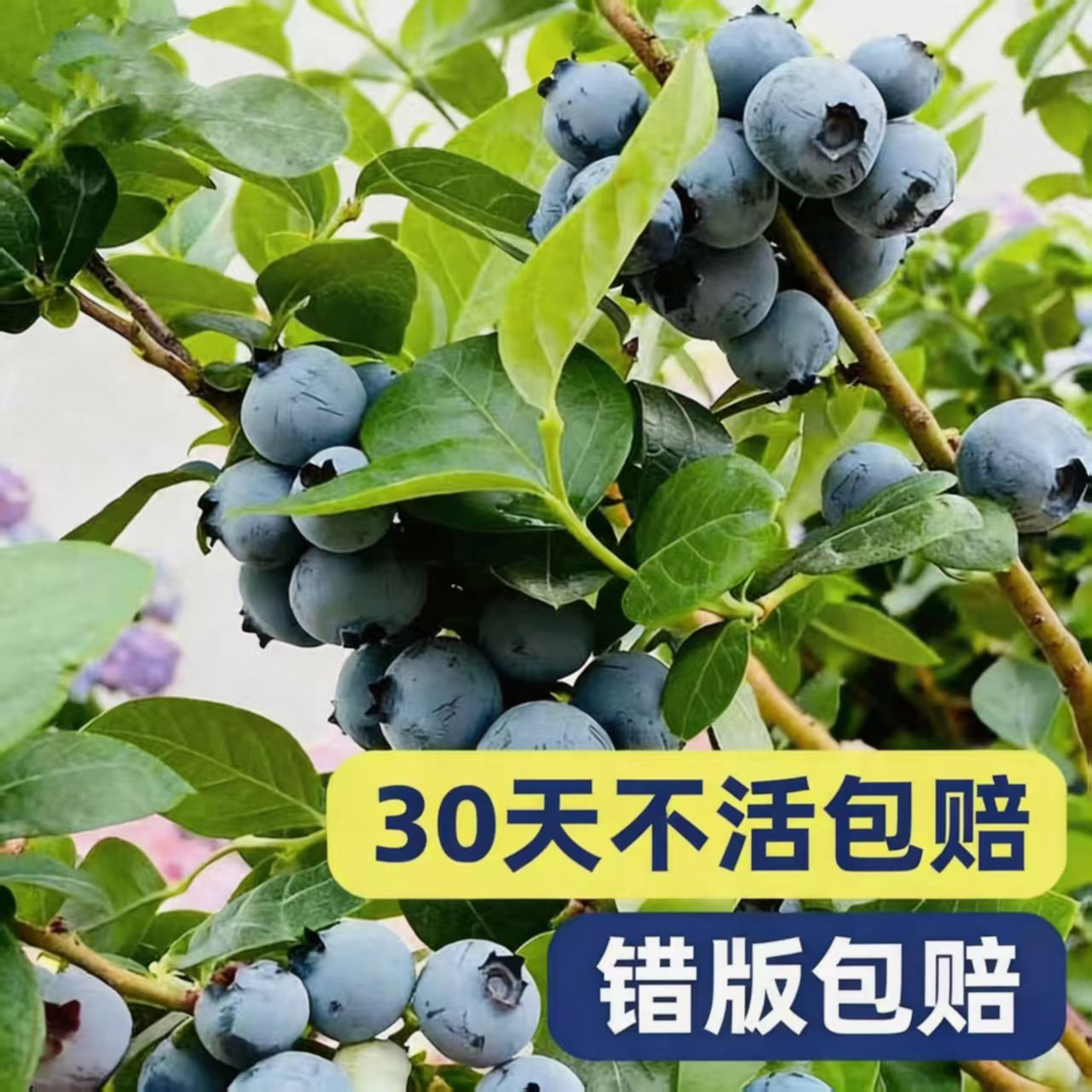 蓝莓盆栽果树苗四季果树种苗好养易活蓝莓苗南北方阳台庭院绿植苗