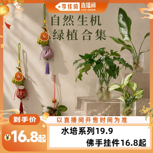 【李佳琦直播间头等大事】锦皓富华佛手柑挂饰水培植物室内绿植