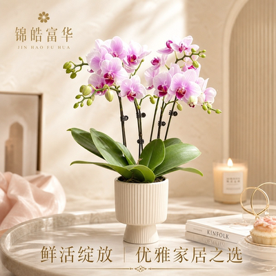 蝴蝶兰带花苞发货花期持久耐看