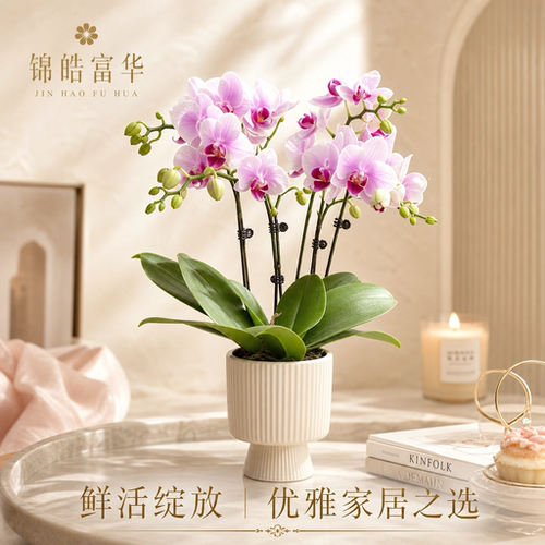 蝴蝶兰带花苞发货花期持久耐看