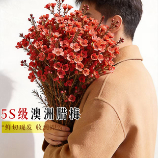 澳洲腊梅鲜花鲜切花束客厅水养干花插花云南基地直发摆件年宵真花