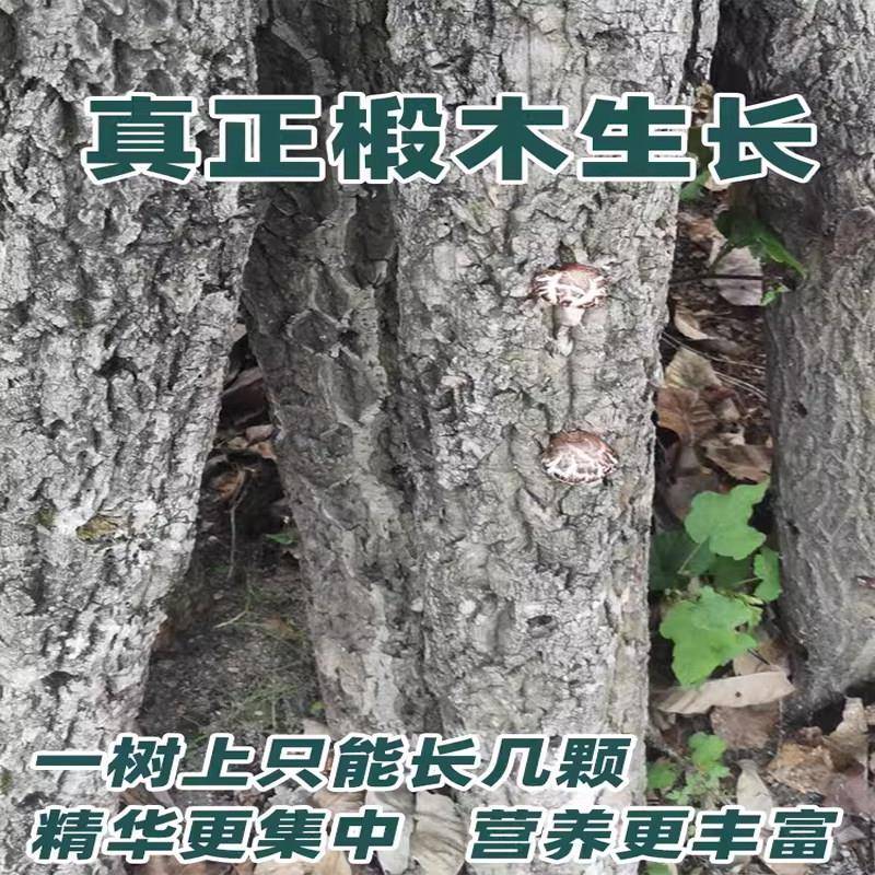 神农架花菇房县小花菇香菇干 干货500g冬菇迷你椴木蘑菇土产包邮