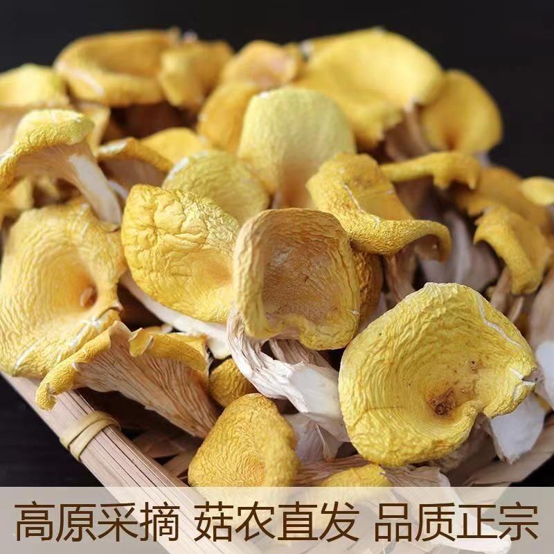 2025新货鸡油菌干货云南特产蘑菇新鲜干菌菇榆黄菇煲汤料美味营养