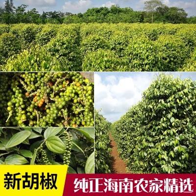 喜土正宗海南特选白胡椒粒250g农家散装商用胡椒粉家用特产纯正