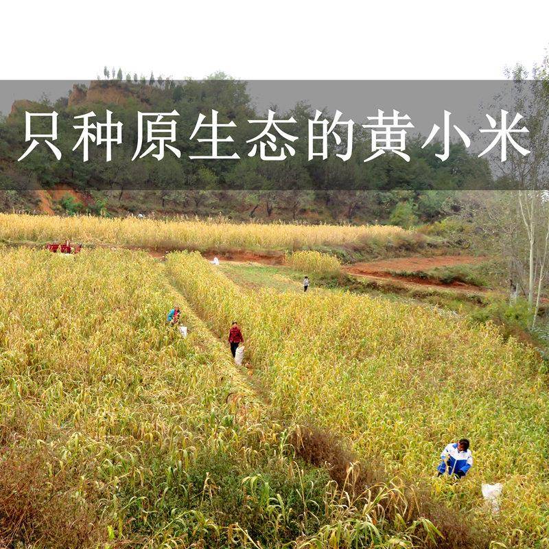 米油厚新米8斤山西特产沁州黄小米早餐粥优选小黄米农家五谷杂粮