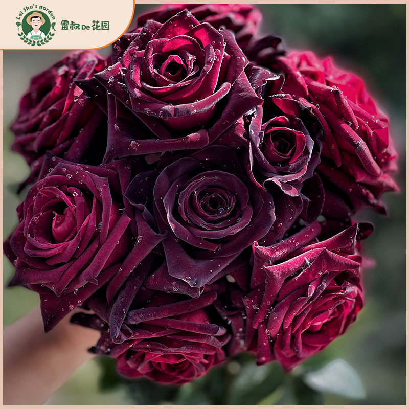 雷叔的花园黑巴克灌木切花月季花苗带盆栽好四季开花大花耐开阳台