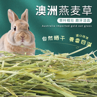 澳洲燕麦草精挑澳洲燕麦草兔子干草黄金燕麦草豚鼠龙猫饲料牧草